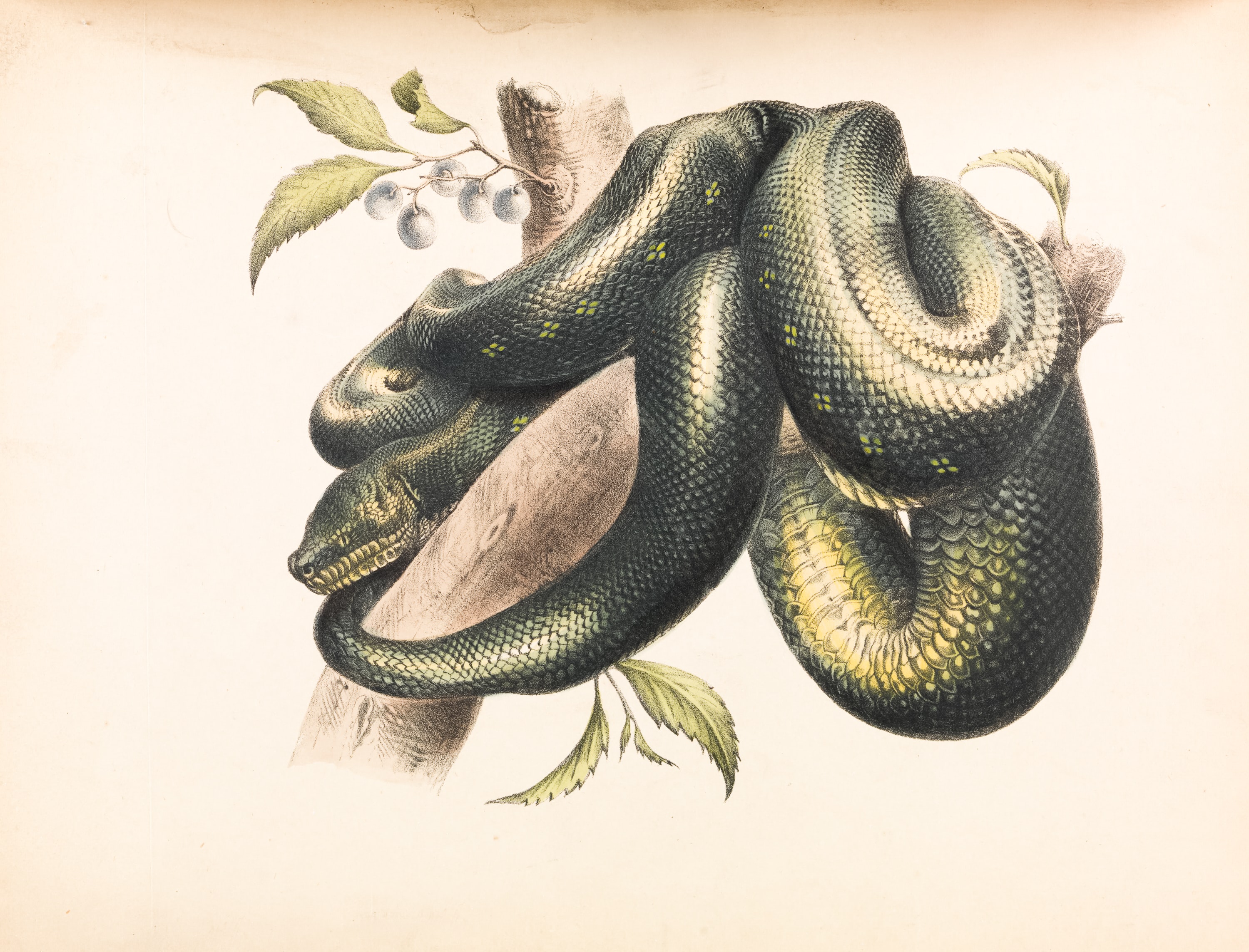 Image of an Illustration of snake wrapped around branch